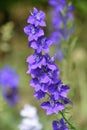 Bee Hovering Around a Purple Delphinium Flower Royalty Free Stock Photo