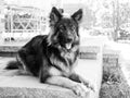 Striking full-length black and white portrait of beautiful long-haired German Shepherd lying down