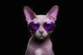 Portrait of a Sphynx cat wearing sunglasses on black background