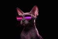 Portrait of a Sphynx cat wearing sunglasses on black background