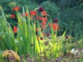 Striking garden plants firey Crocosmia and drumstick Allium