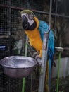The Striking Gaze of a Macaw Royalty Free Stock Photo