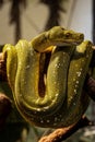 Striking green Tree Python curled around its tail on a tree branch Royalty Free Stock Photo
