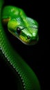 Green tree python coiled gracefully against a dark background showcasing intricate scales and vibrant color patterns Royalty Free Stock Photo