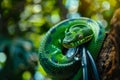 This striking green tree python is wrapped around a tree branch, surrounded by foliage Royalty Free Stock Photo