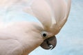 Striking head of a surprised white cockatoo raising its crest feathers