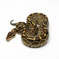 A striking python with intricate gold and black patterns coiled on a white background Royalty Free Stock Photo