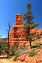 Red Rock State Park, Utah, Red Sandstone Hoodoo and Pine Trees, Desert Southwest, USA Royalty Free Stock Photo