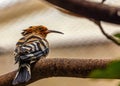 Hoopoe (Upupa epops) in Madrid, Spain