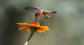 Striking Hummingbird drinking from an orange Mexican Sunflower - Trochilidae Royalty Free Stock Photo