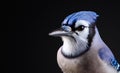 Close-up portrait of a vibrant blue jay on a dark background