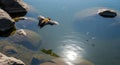 Flying Fox Gliding Over Water Surface During Daytime with Reflected Shadow Royalty Free Stock Photo