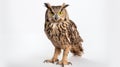 Majestic Great Horned Owl Posing on White Background Generative AI Royalty Free Stock Photo