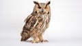 Majestic Great Horned Owl Posing on White Background Generative AI Royalty Free Stock Photo