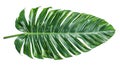 Isolated Green Palm Leaf with Clipping Path on White Background Royalty Free Stock Photo