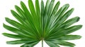 Isolated Green Palm Leaf with Clipping Path on White Background Royalty Free Stock Photo