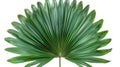 Isolated Green Palm Leaf with Clipping Path on White Background Royalty Free Stock Photo