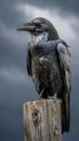 Majestic Raven Perched on a Post Royalty Free Stock Photo