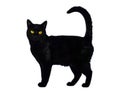 Elegant Black Cat with Piercing Yellow Eyes on White Background Royalty Free Stock Photo