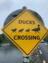Road Sign - Caution: Ducks Crossing in Ireland Royalty Free Stock Photo