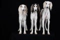Striking image featuring three Saluki dogs on a black background