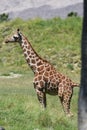 Striking Image of Giraffe with Elongated Neck