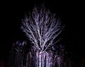 Dramatic Leafless Tree Against Night Sky Royalty Free Stock Photo