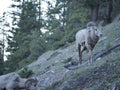 A confused looking mountain goat Royalty Free Stock Photo