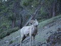 A confused looking mountain goat Royalty Free Stock Photo