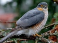 A striking image of a sharp-shinned hawk perched on a branch
