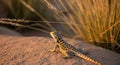 Desert Dweller: A Leopard Lizard basking in the warm, golden light of the sunset. Royalty Free Stock Photo