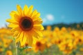 A striking image showcasing a substantial sunflower standing out in a vast field of sunflowers Royalty Free Stock Photo