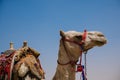 Striking image of a single camel standing in the foreground of the iconic Pyramids of Giza