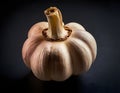 Single Head of Fresh Garlic on Dark Background Royalty Free Stock Photo