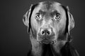 Striking Labrador Royalty Free Stock Photo