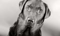 Striking Labrador Royalty Free Stock Photo