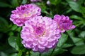 Striking lavender-lilac Waterlily Dahlia flowers