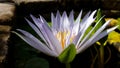 Striking Lavender Water Lily Flower With Large Bud and Stone Wall Royalty Free Stock Photo