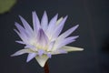 Ethereal Lavender and White Water Lily Flower Royalty Free Stock Photo