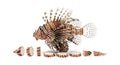 Lionfish and Slices on White Background Royalty Free Stock Photo
