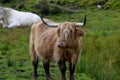 Cute long haired highland cow in Isle of Skye