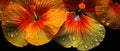 Striking macro capture of a Nasturtium flower. AI Generative
