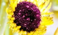 Striking macro closeup of African Daisy Gerbera or Aster bud with petals and dew drops in the heart of the flower. Royalty Free Stock Photo