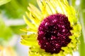 Striking macro closeup of African Daisy Gerbera or Aster bud with petals and dew drops in the heart of the flower. Royalty Free Stock Photo