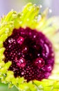 Striking macro closeup of African Daisy Gerbera or Aster bud with petals and dew drops in the heart of the flower. Royalty Free Stock Photo