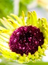 Striking macro closeup of African Daisy Gerbera or Aster bud with petals and dew drops in the heart of the flower. Royalty Free Stock Photo