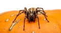 Close-up of a Spider on Pumpkin Royalty Free Stock Photo