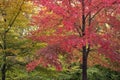 Striking maple tree.