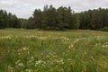 Striking meadows of grasses, abundant supply and the birds singing and all around the perimeter of the forest