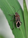 Striking milkweed bug on a vibrant green leaf. Royalty Free Stock Photo